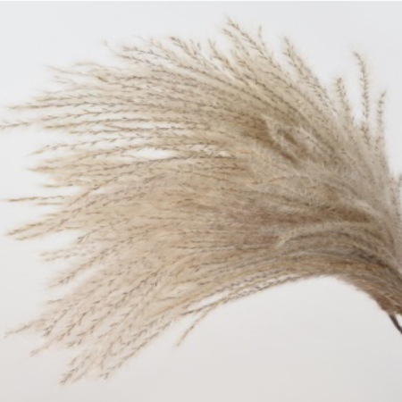 Ramo de plumas secas de hierba de las pampas