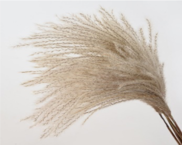 Ramo de plumas secas de hierba de las pampas