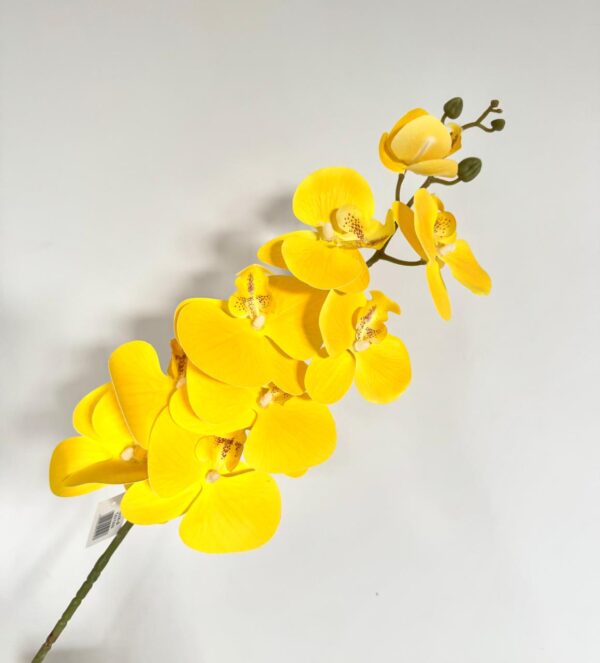 ORQUIDEA - GJX-9