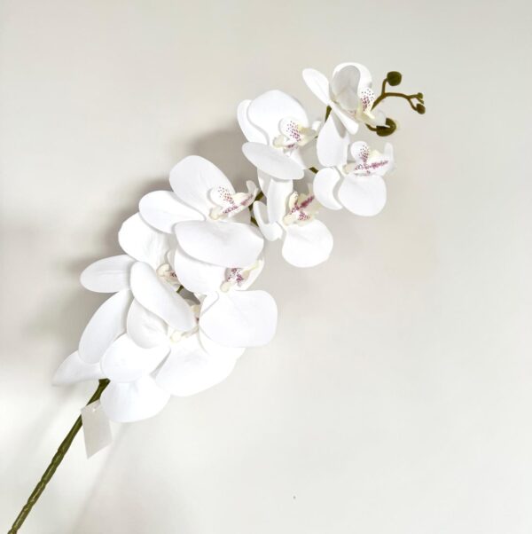 ORQUIDEA - GJX-9
