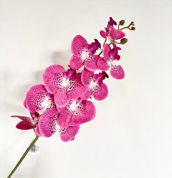 ORQUIDEA - GJX-9