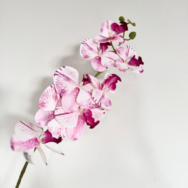 ORQUIDEA - GJX-9