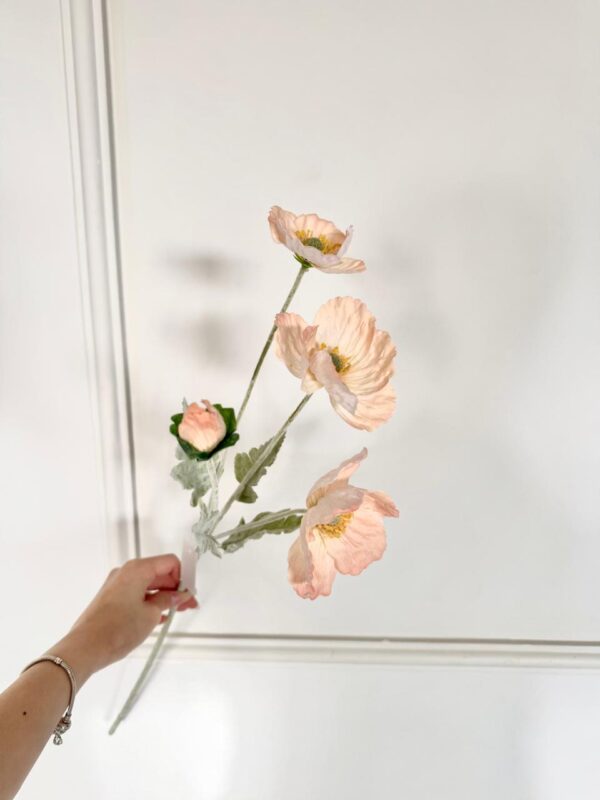 AMAPOLA - KX240205 - Imagen 2